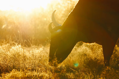 View of an animal on field during sunset