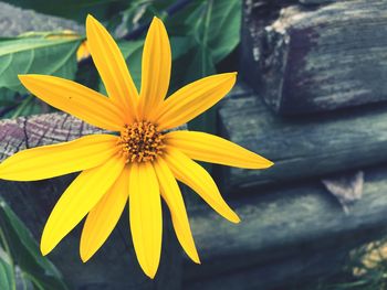 Close-up of yellow flowers