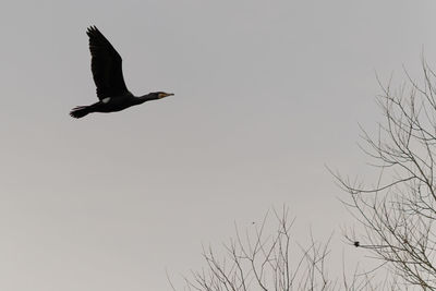 Low angle view of a bird flying