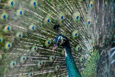 Close-up of peacock