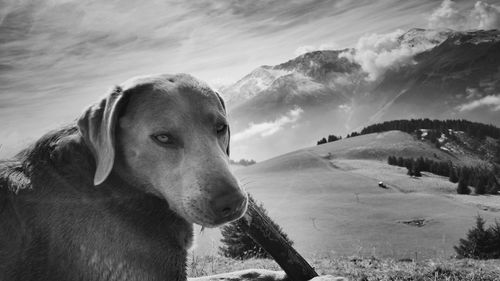 Dog looking away on landscape