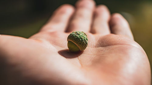 Close-up of hand holding leaf