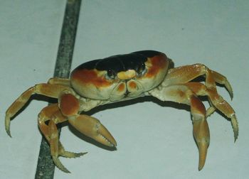 Close-up of lizard on leaf