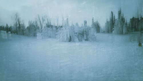 Trees on snow covered landscape