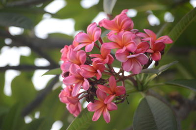 Close-up of pink flowering plant