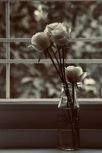 Close-up of white flower in vase