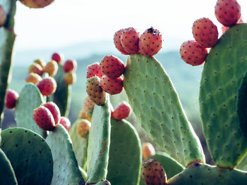 Close-up of prickly pear cactus