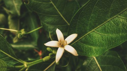 Close-up of flower blooming outdoors