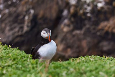 Fratercula puffin in saltee island ireland. in the process of migration 