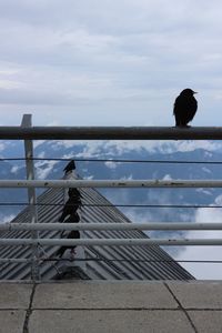 Bird perching on railing by sea against sky