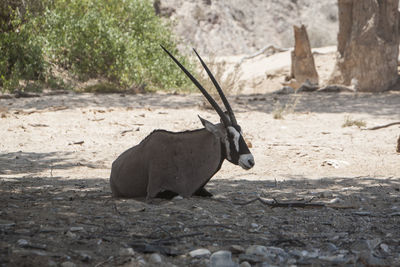 Oryx sitting on land
