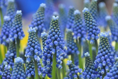 Close-up of purple flowers