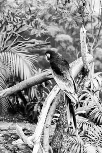 Close-up of bird perching on branch