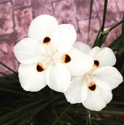 Close-up of white flower blooming outdoors