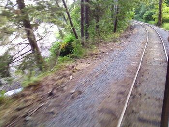 Empty road along trees