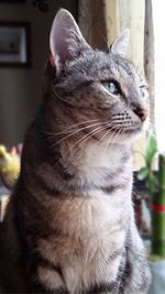 Close-up of cat looking away