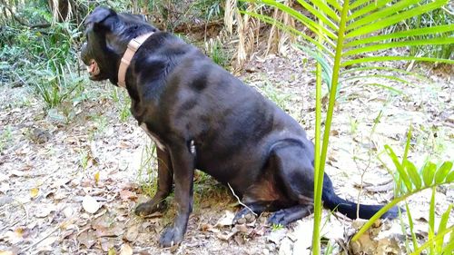 Close-up of dog on field