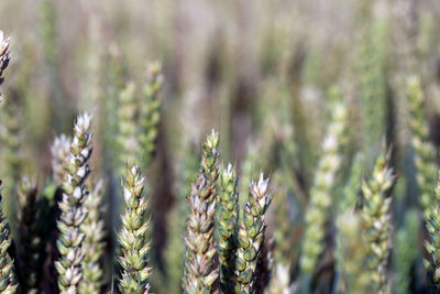 Close-up of fresh plants in field