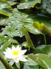 Close-up of lotus water lily