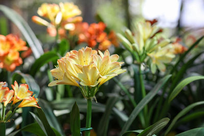 Close-up of yellow flowering plant