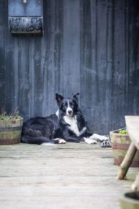 Portrait of dog sitting on wood