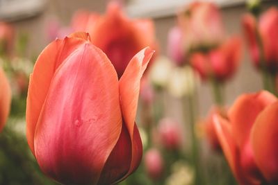 Close-up of red tulip