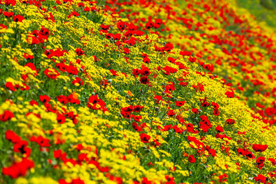 Full frame shot of red flowering plants on land