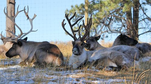 Herd of reindeer in a field