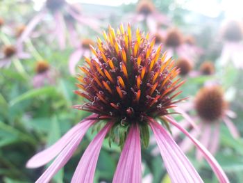 Close-up of pink flower