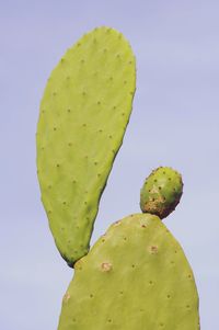 Close-up of prickly pear cactus against clear sky