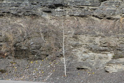 Full frame shot of rocks