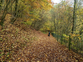 Rear view of person walking on footpath during autumn