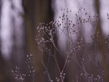 Close-up of dry plants on field