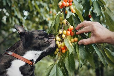 French bulldog eating cherry from tree