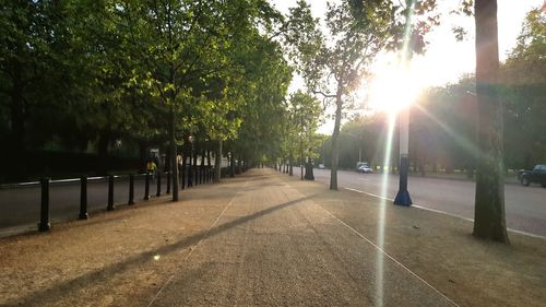 Trees in sunlight