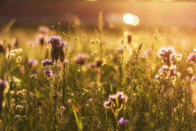 Close-up of purple flowering plants on field