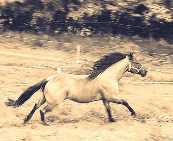 Side view of horse running on field