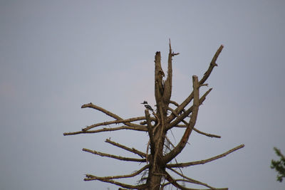 Low angle view of dead plant against clear sky