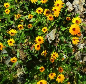 High angle view of yellow flowers blooming outdoors