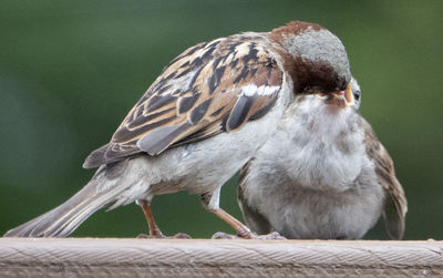 Feeding baby