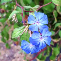 Close-up of insect on flower