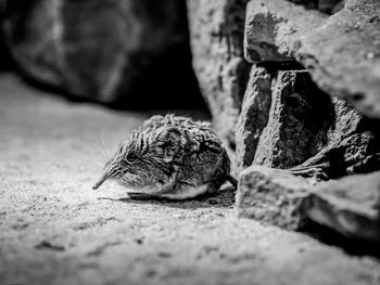 Close-up of a bird