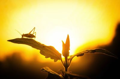 Close-up of yellow flowering plant and little grasshopper