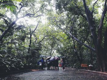 People walking in a forest