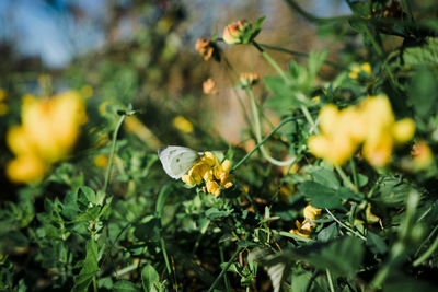 Close-up of yellow flowers blooming outdoors