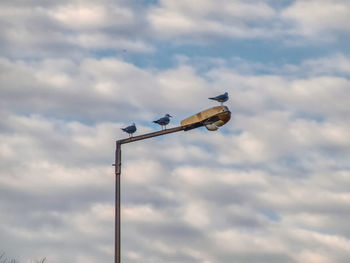 Low angle view of bird flying against cloudy sky