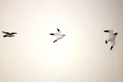 Low angle view of seagull flying