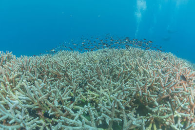 Close-up of fish swimming in sea