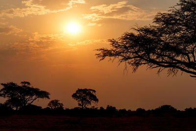 Silhouette trees against sky during sunset