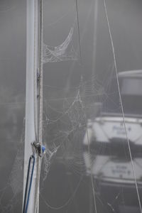 Close-up of spider web